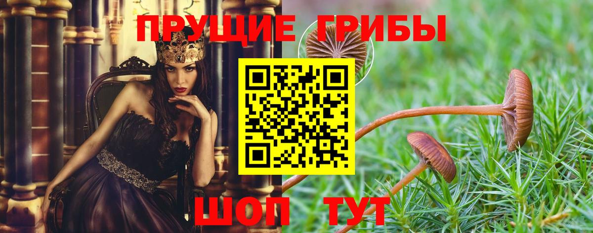 Псилоцибиновые грибы Psilocybe  Вход с VPN  Псилоцибиновые грибы Psilocybe  Новочеркасск 